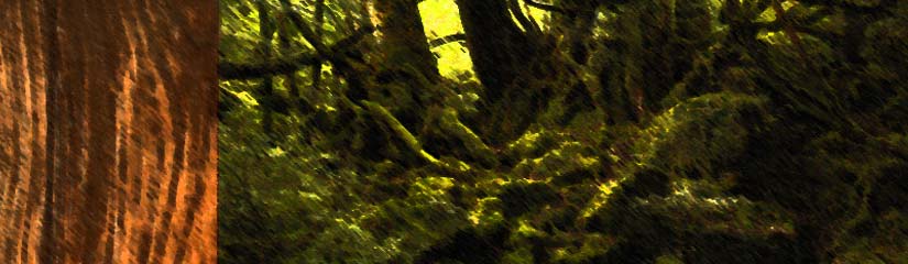 forest01_240.jpg